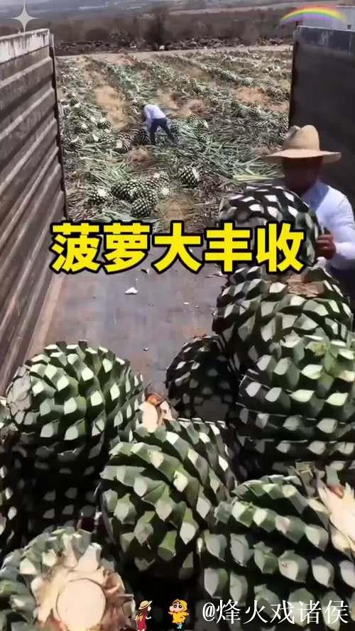 大菠萝视频下载