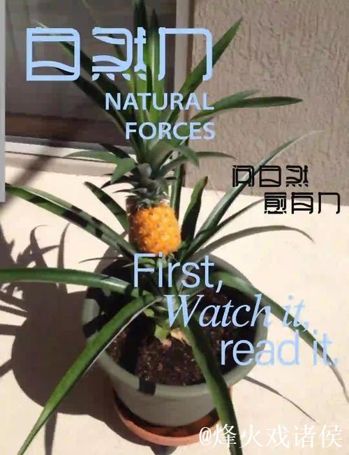 菠萝种植全流程教学视频指南 菠萝种植全流程教学视频指南