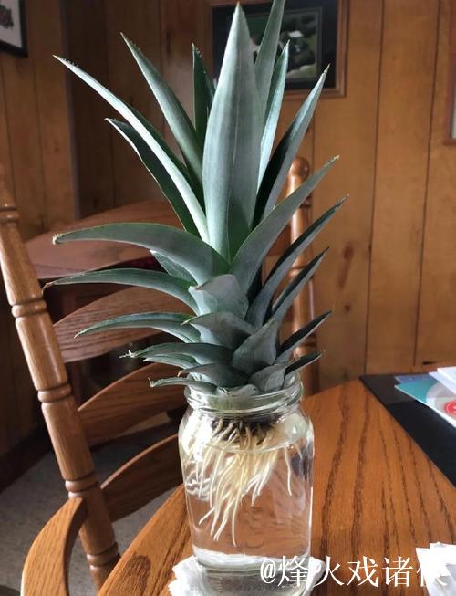 菠萝种植全流程教学视频指南 菠萝种植全流程教学视频指南